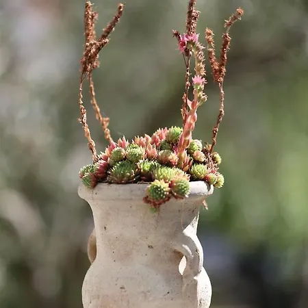 Botanica Apartment *